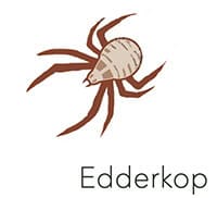 Edderkop Sightsee+
