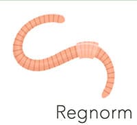 Regnorm Sightsee+