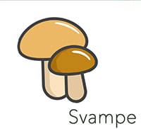Svampe Sightsee+